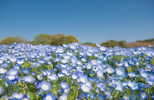 夏季休業期間(8月13日~8月17日)のお知らせ